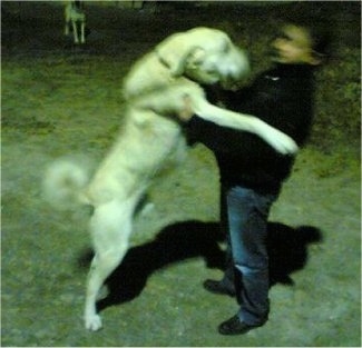A large breed white Akbash Dog jumping onto a man. The dog is as tall as the man