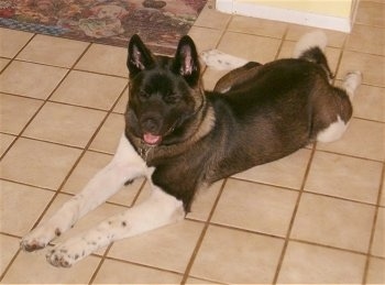 The front left side of a black with white Akita that is laying across a tiled floor next to a carpet. It is looking forward, its mouth is open and tongie is sticking out.