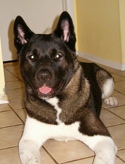 Close up - A black with white Akita is laying down in kitchen on a tiled floor and it is looking forward. Its mouth is open and its tongue is sticking out.