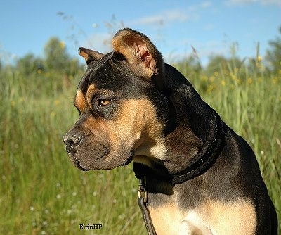 Close up - A black with tan Alano Español is sitting on grass and it is looking down and to the left.