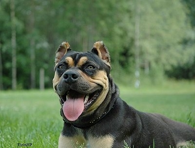 A black with tan Alano Español is laying on grass with mouth open and tongue out