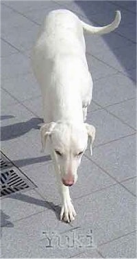 Yuki the white Doberman Pinscher is walking across a surface. The words - Yuki - are under it