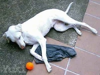 Yuki the white Doberman Pinscher is laying on its side and looking at an orange ball in front of it