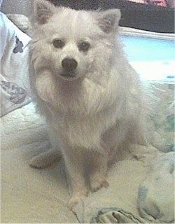 A white American Eskimo dog is sitting on a chair and there is a pool behind it.