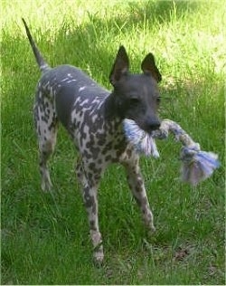 The front right side of a gray with white American Hairless Terrier that is standing across grass with a dog rope toy in its mouth and its ears are slightly back