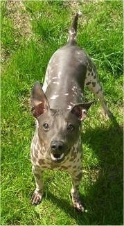 Topdown view of a gray with white American Hairless Terrier that is standing on patchy grass with its tail up and its mouth open