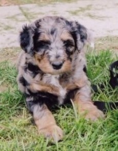 A merle Aussiedoodle Puppy is sitting in grass with a leash on and it is looking forward.