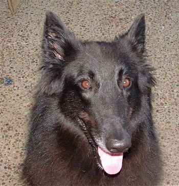 Close Up - Timba the Belgian Shepherd sitting in front of a rocky wall with its mouth open and tongue out