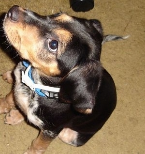 Close Up - Ladi Bird the Bluetick Coonhound puppy sitting and looking up to its owner