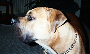 Close Up - Thor the Boerboel standing on a rug and looking to the left