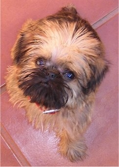 A Belgian Griffon is sitting on a pink tiled floor looking up.