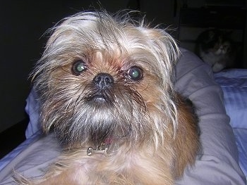 A tan with black Belgian Griffon puppy is laying in the lap of a person on a bed. Thee is a cat walking up in the background