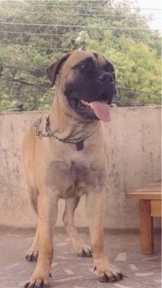 Leo the Bullmastiff puppy standing on a concrete balcony with powerlines and trees in the background