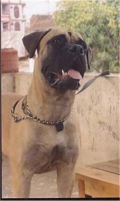 Front view of Leo the Bullmastiff standing on a concrete balcony with his mouth open and tongue out