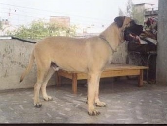 Right Profile - Leo the Bullmastiff puppy standing on a cement balcony with a wooden coffee table in the background with its mouth open and tongue out