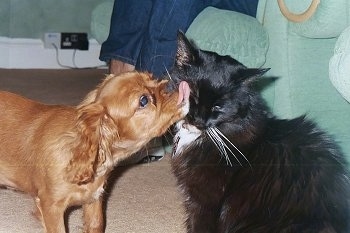 Rosie the Cavalier King Charles Spaniel is licking Sammy the long haired black and white cat's face there is a mint green recliner chair behind them with a person sitting in it