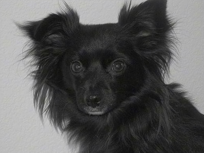 Close Up - Pepino the black long haired Chihuahua is looking towards the camera holder