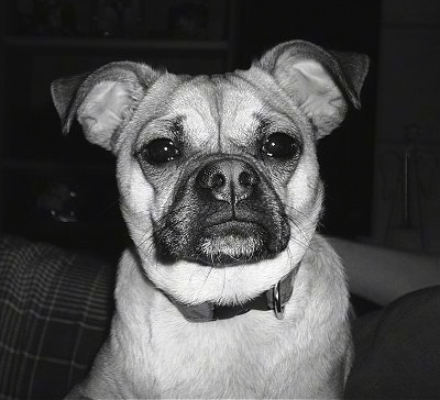 Close Up - A black and white photo of Lucy the Chug sitting on a couch looking right at the camera