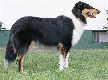 Right Profile - Luke the black, tan and white drop-earred Tricolor Collie is standing outside and there is a green building behind him
