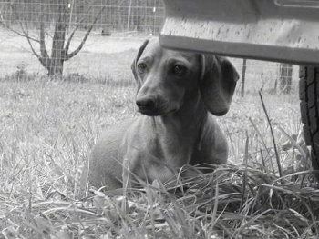 Tinkerbelle the miniature smooth coat Dachshund is laying in a field right behind and under a plow