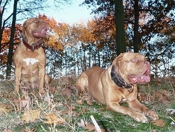 Dogue+de+bordeaux+french+mastiff+puppies+sale