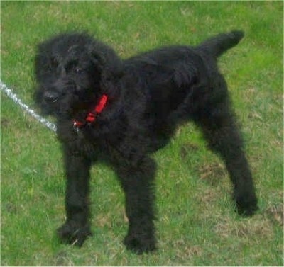 Jayce the black wavy-coated Doodleman Pinscher is standing outside