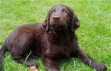 Flat Coated Retriever ~ Dog Breeds Galleries