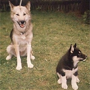 A black, tan and white Greenland Dog is sitting in grass behind a black with white Greenland puppy. The puppy is looking to the right