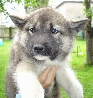 Close Up - A grey with white Greenland puppy is being held up in the air by a persons hand.