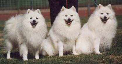 Three happy looking white Japanese Spitz are standing and sitting in a row in grass. All of there mouths are open.