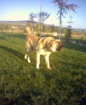 A tan Kangal Dog is standing in grass and activly barking