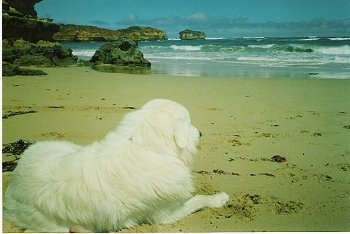 The back of a white Maremma Sheepdog is laying in sand and looking out at the ocean. There are large boulder-sized rocks on the shoreline.