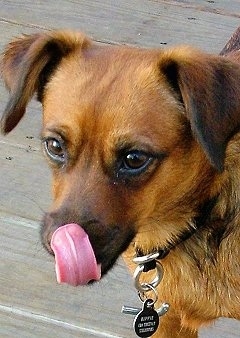Close up head shot - A brown with black Patterdale Terrier is standing on a wooden porch. It is licking its nose.