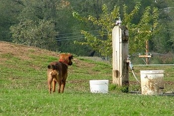 A brown with black Patterdale Terrier is walking up a field. It is looking down at a white bucket. There is a water pump hooked up to a hose next to it.