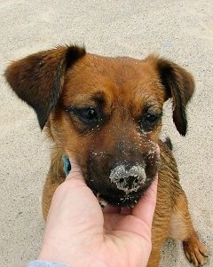 Close up head shot - A brown with black Patterdale Terrier is sitting in sand with wet sand all over its snout.