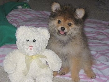 A fluffy little tan with black Pomapoo is sitting on a pink and white towel next to her Teddy Bear. She is looking forward, her head is tilted slightly to the right, her mouth is open and it looks like she is smiling.