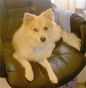 Front view - A tan Pomimo dog is laying in a brown leather computer chair and it is looking forward.