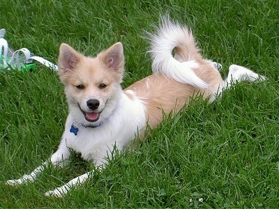 A tan with white Pomimo is laying stretched across grass and it is looking forward. Its mouth is open and tongue is out. Its coat is short, its ears are perked and its tail is curled up over its back.