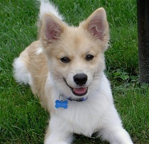 Front view - A happy looking, short-haired, tan with white Pomimo is laying on grass and it is looking forward. Its mouth is open and tongue is out.