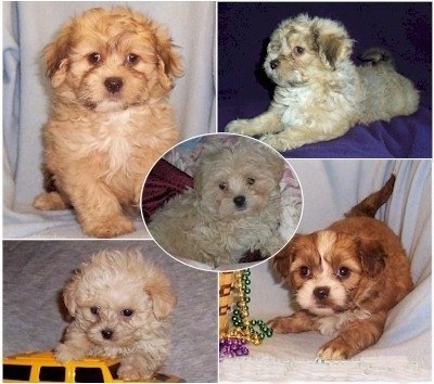 A compilation of a litter of five Poochin puppies that are laying on a blanket.