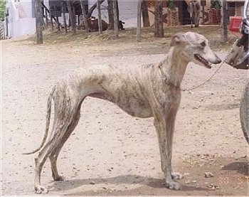 Rampur Greyhound Pictures and Information