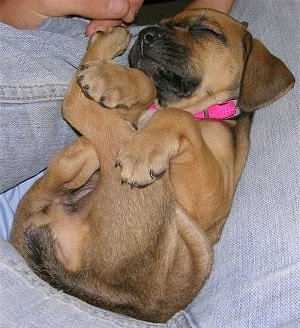 Close up - A small Rhodesian Ridgeback puppy is sleeping on her back in the lap of a person. The dog is wearing a hot pink collar.