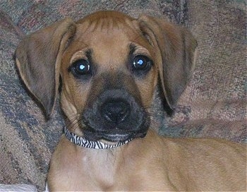 Close up head and upper body shot - A tan with black Rhodesian Ridgeback puppy is laying against the back of a tan couch.