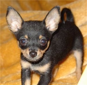 Close up front view - A short haired, perk-eared, black and tan Russian Toy Terrier puppy is standing on a yellow blanket looking up.