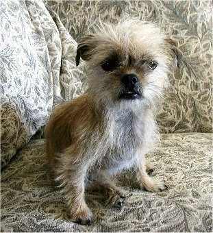 Shih+tzu+mixed+with+chihuahua+pictures