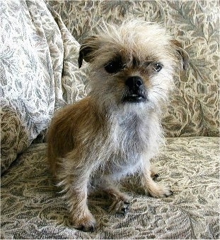 Close up - A tan ShiChi is sitting on a carpet and it is looking forward. The dog has fly away brown hair on its head.