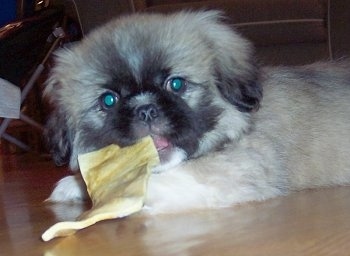 Close up - The left side of a fluffy tan with black and white Shinese Puppy that is laying down on a hardwood floor and it is chewing on a thin rawhide chew chip.