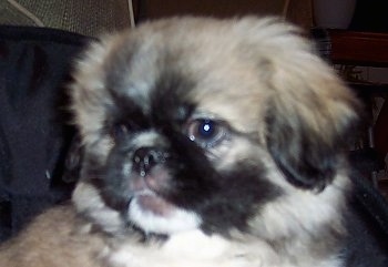 Close up head shot - A tan with black and white Shinese Puppy is looking to the left and it is sitting on a chair.