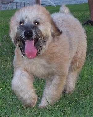 Front view - A thick wavy coated dog with soft looking hair is running towards the camera with its mouth hanging open. It has black around its muzzle, a tan coat and a black nose.