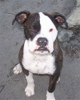 Top down view of a brindle with white Valley Bulldog that is sitting on sand and it is looking up. The dog has ears that fold to the sides and brown almond shaped eyes.